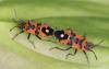 Lygaeus equestris